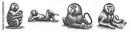 Vintage Hand-Drawn Baboon Lying Down with Relaxed Pose Illustration, Primate Animal Engraved Vector for Wildlife and T-Shirt Design