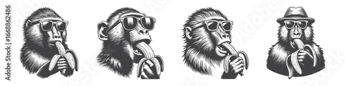 Vintage Hand-Drawn Baboon Wearing Sunglasses Eating Banana Illustration, Primate Animal Engraved Vector for Funny and T-Shirt Design