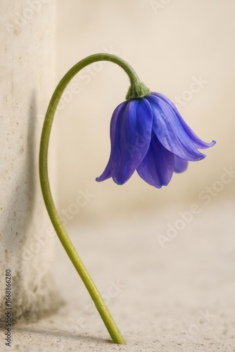Delicate blue flower with curved stem against neutral background