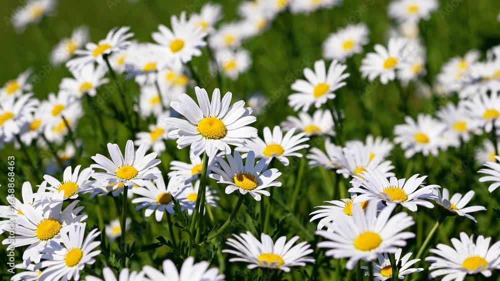 Springtime Bliss Vibrant Daisy Meadow, Ideal for Seasonal Marketing and Inspiring Tranquility. Springtime Bliss Vibrant Daisy Meadow, Ideal for Seasonal Marketing and Inspiring Tranquility.