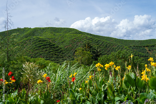 Konstfotografi Cameron Highlands  Malaysia the best pale for view the tea fields