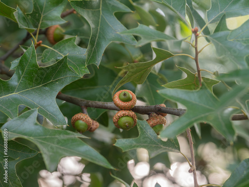 Fotografía Nahaufnahme eines kleinen Zweigs der Busch-Eiche (Quercus ilicifolia), an dem sich zwischen den Blättern mehrere Eicheln zu erkennen sind
