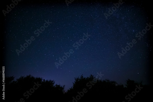 night landscape: view on dark blue starry sky above trees