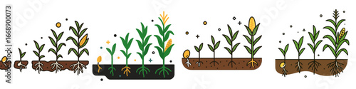 Corn plant development from seed to maturity, Minimalist flat design