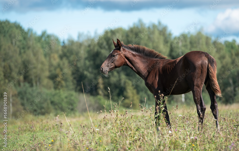 Obraz premium beautiful dark chestnut sportive foal posing at pasture. cloudy summer day
