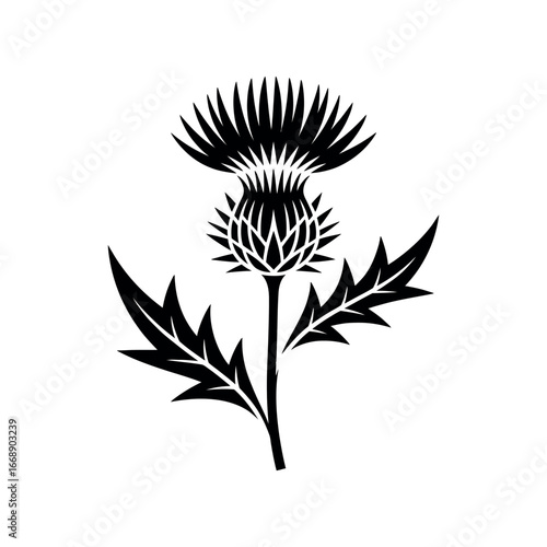 Black silhouette of a thistle flower with spiky leaves plant botanical