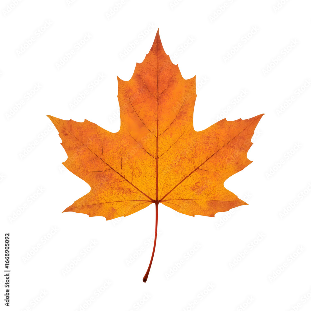 Fototapeta premium Golden Maple Leaf: A close-up of a vibrant, autumnal maple leaf, showcasing its intricate veins and radiant golden color, evoking the season's beauty and tranquility. 