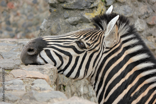 Canvas Print zebra close up