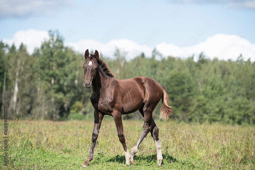 Fototapeta premium beautiful dark chestnut sportive foal walking at pasture. cloudy summer day