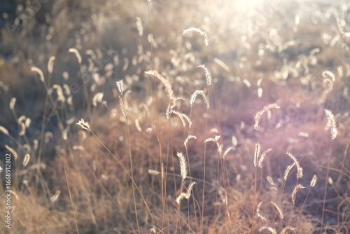 Golden Hour Meadows