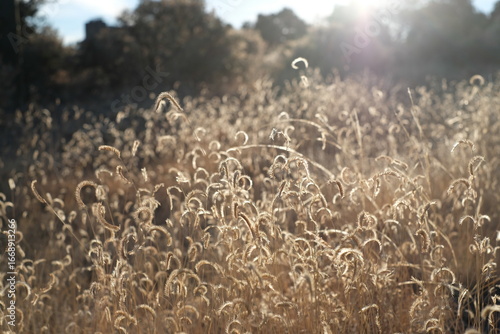 Golden Hour Meadows