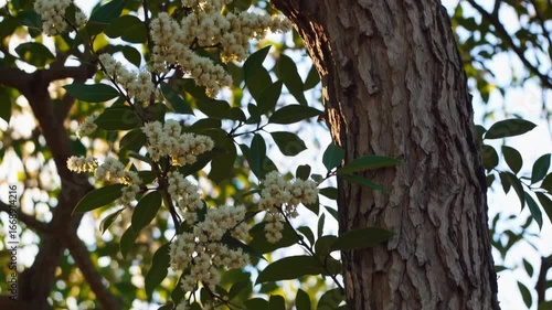 Boswellia serrata botanical specimen known also as Indian frankincense plant
