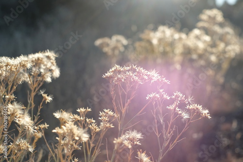 Dried Flowers in Golden Hour