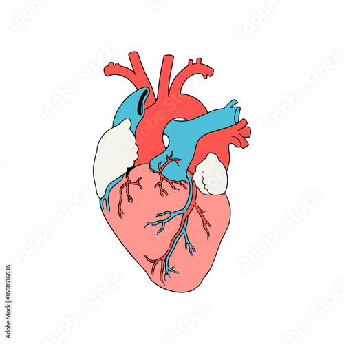 Stylized Anatomical Heart Depiction with Arteries and Veins in Red and Blue Tones Illustrating Cardiovascular System for Medical Educational Purposes