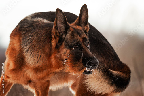 Funny German Shepherd Playing with Tail in Winter