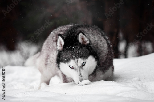 Intense Siberian Husky in Snowy Forest