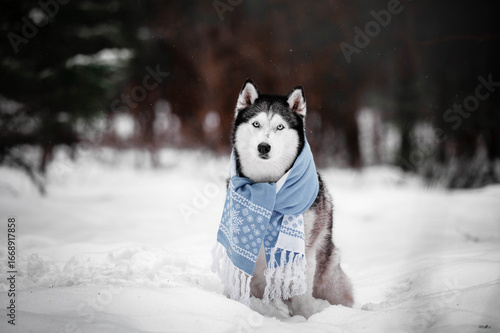 Siberian Husky Wearing Blue Scarf in Snowy Forest