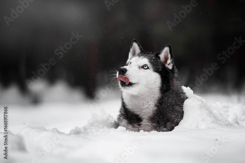 Siberian Husky Dog with Blue Eyes in Winter Snow