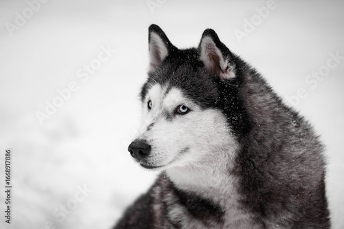 Close-Up Portrait of Siberian Husky in Snow
