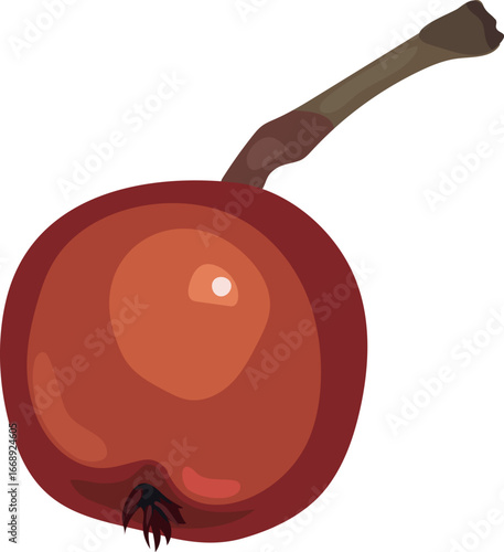 Red fruit of rowan (Sorbus aucuparia) isolated on white background