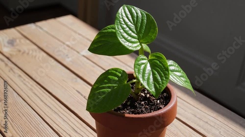 young plant of the Acca sellowiana species, flowering variety from the myrtle family