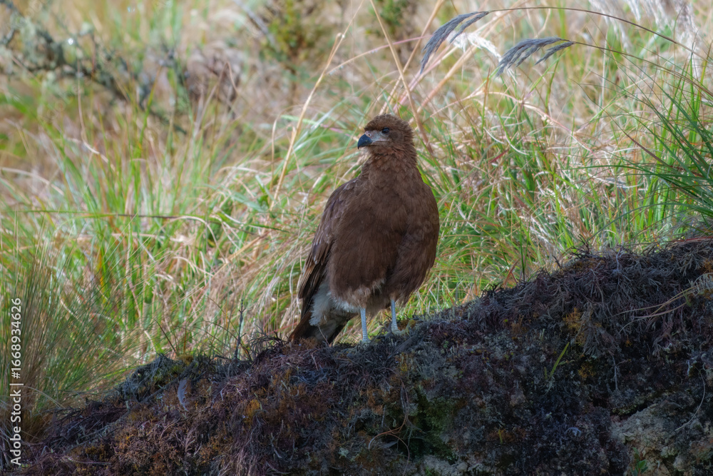 Fototapeta premium Juvenil Mountain Caracara Daptrius megalopterus, Uncommon to fairly common in the Andes, where its range does not overlap with closely related species to the north and south.