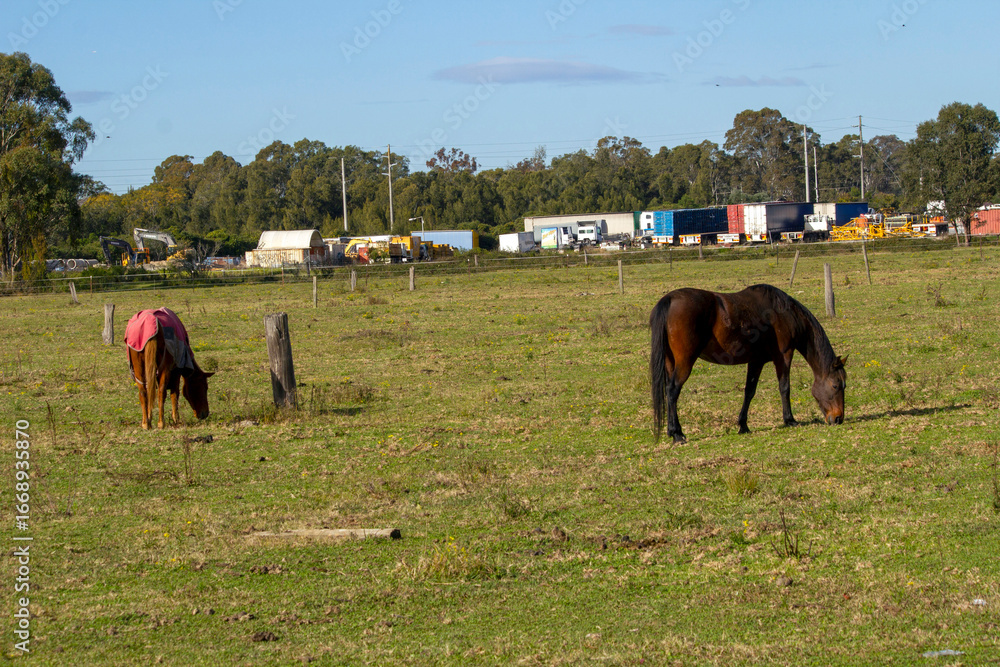 Naklejka premium Horse (Equus caballus), Australia