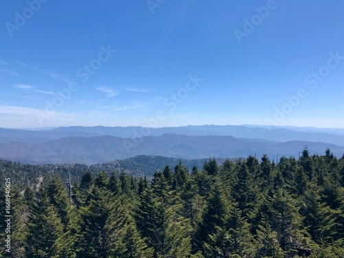 forest in the mountains