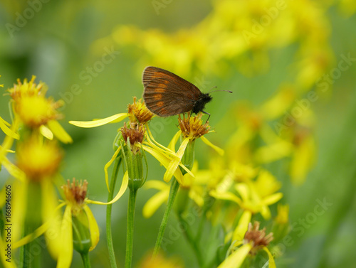 Fototapeta Butterfly Sudeten ringlet Erebia sudetica detail macro, endemic wild mountain ri