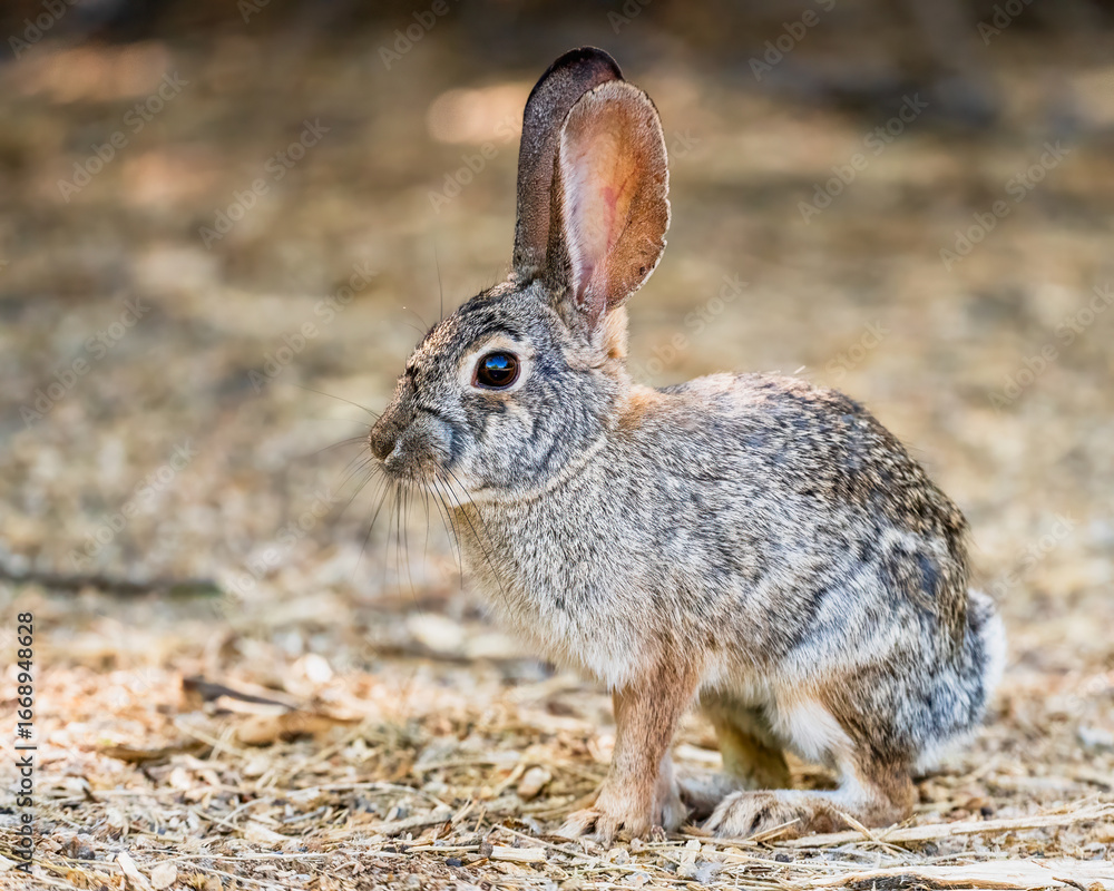 Fototapeta premium rabbit on the ground