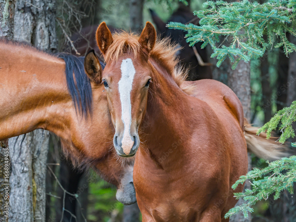 Fototapeta premium Close up photo of a young Wild horse in Alberta, Canada
