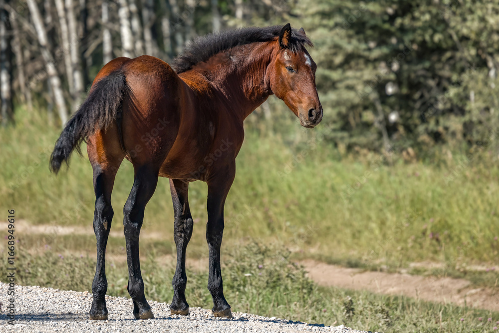 Beautiful young Wild horse in Alberta, Canada Beautiful young Wild horse in Alberta, Canada