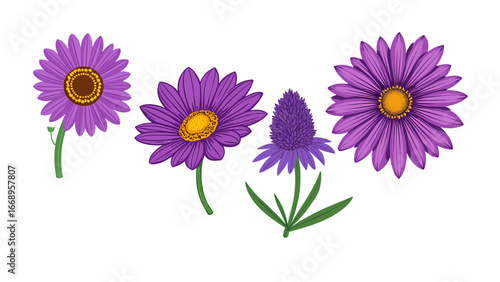 Vibrant purple aster flowers bloom with delicate petals and sunny yellow centers, bringing natural beauty to any project