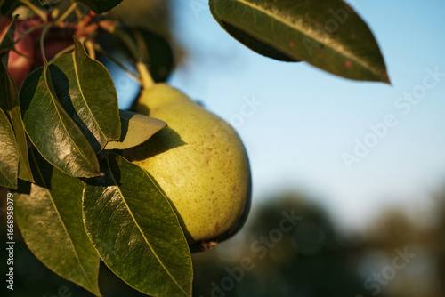 Ripe Pears on Tree Branch in Orchard Harvest Season. Close-up of ripe pears growing on tree branch in orchard during harvest season
