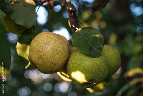 Ripe Pears on Tree Branch in Orchard Harvest Season. Close-up of ripe pears growing on tree branch in orchard during harvest season