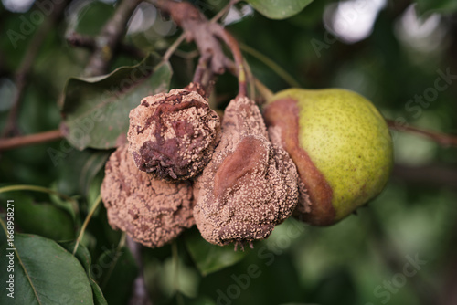 Close-up of decayed pears hanging on tree branch in orchard or garden
