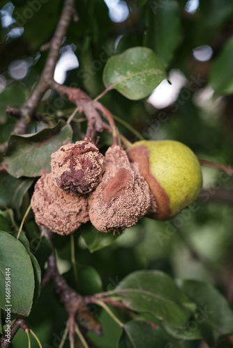 Close-up of decayed pears hanging on tree branch in orchard or garden