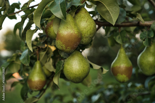 Ripe Pears on Tree Branch in Orchard Harvest Season. Close-up of ripe pears growing on tree branch in orchard during harvest season