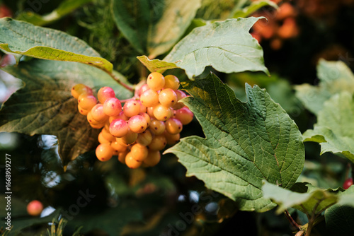 Clusters of Red Viburnum Berries on Bush Close-Up. Bright clusters of red viburnum berries growing on bush