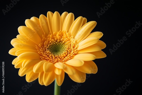Bright Yellow Gerbera Flower in Full Bloom Against a Black Background