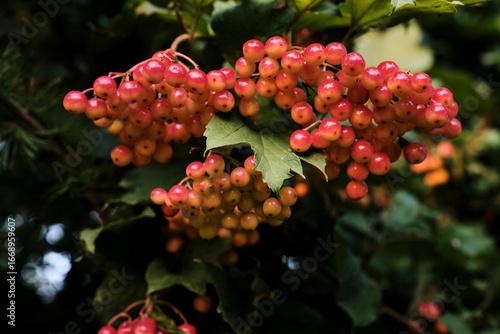 Clusters of Red Viburnum Berries on Bush Close-Up. Bright clusters of red viburnum berries growing on bush