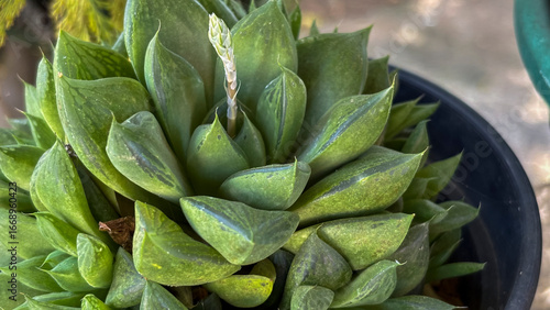 Haworthia retusa Colony. Close-up of a Haworthia retusa colony, a succulent with triangular and translucent leaves, forming a compact rosette. The image highlights the plant's growth and leaf texture.