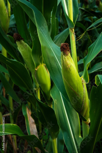 Ripe Corn Cobs on Stalks in Farm Field Harvest.