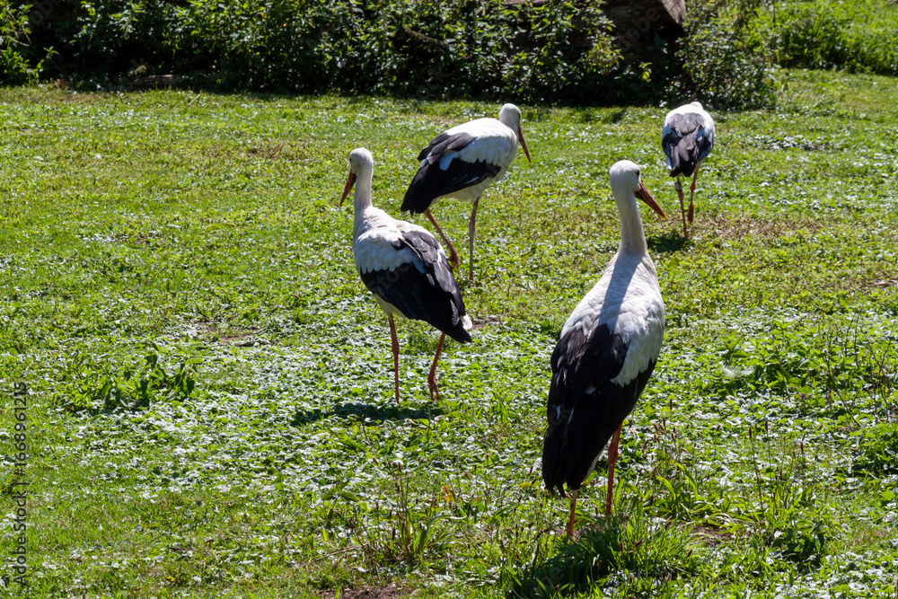 Fototapeta premium A beautiful flock of white storks is gracefully walking and standing in a lush