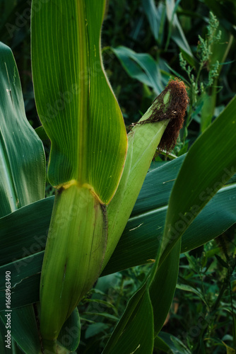 Ripe Corn Cobs on Stalks in Farm Field Harvest.