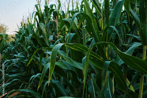 Ripe Corn Cobs on Stalks in Farm Field Harvest.