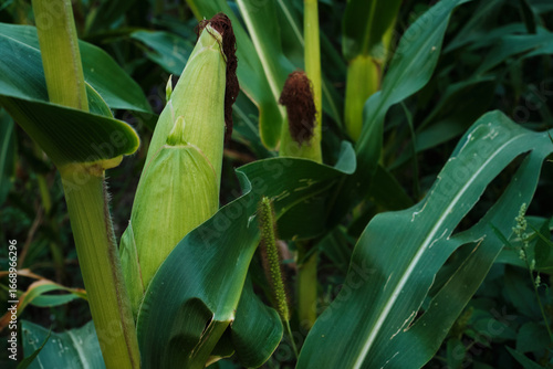Ripe Corn Cobs on Stalks in Farm Field Harvest.