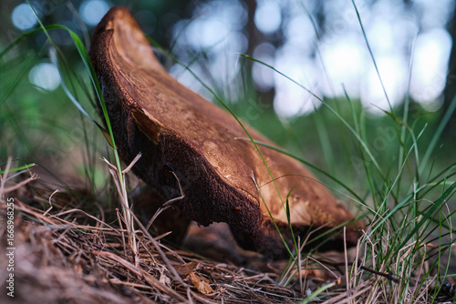 Close-up of edible brown mushroom growing on forest ground in nature