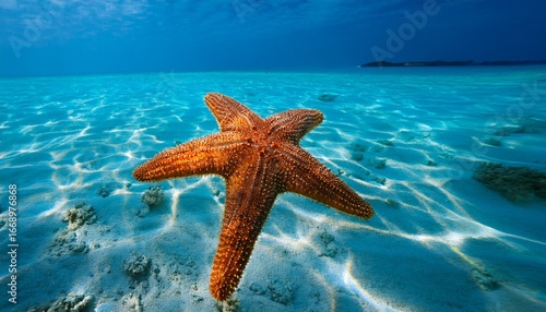 starfish submerged in the shallow blue turquoise waters of the caribbean starfish point near rum point grand cayman in north side serene beauty with crystal clear waters