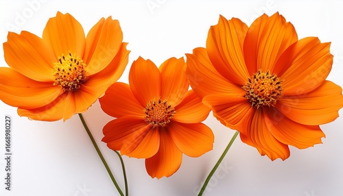 close up of three bright orange cosmos flowers against a white background